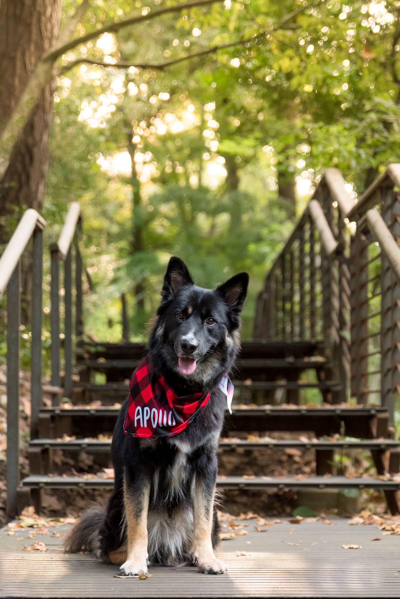 Border collie wearing red harness sitting on wooden bridge in forest setting.