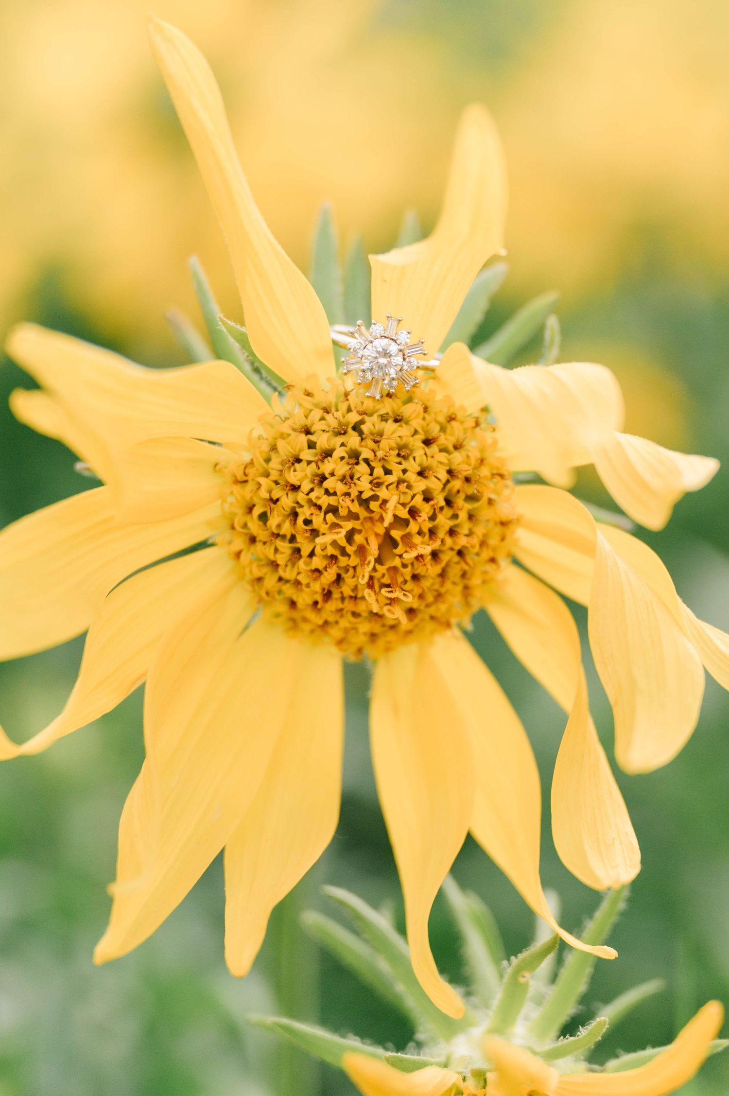 Diamond engagement ring sparkles atop a bright yellow sunflower in macro photography.