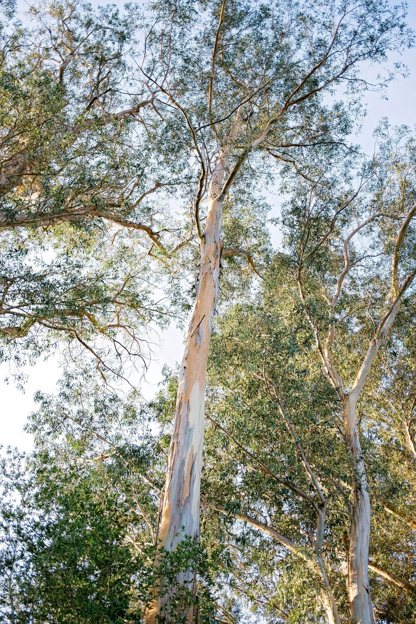 Very tall trees