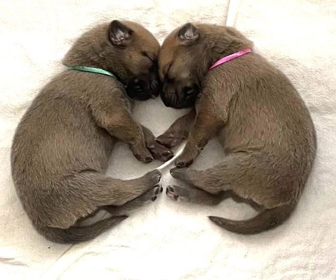 Chinook Puppies