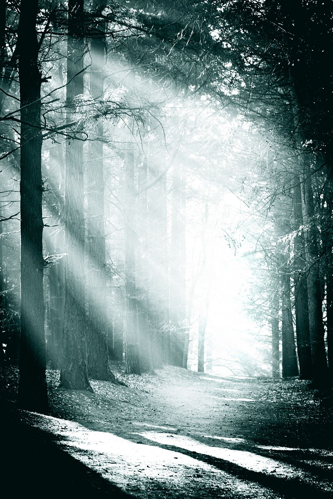 Sunbeams in a forest avenue
