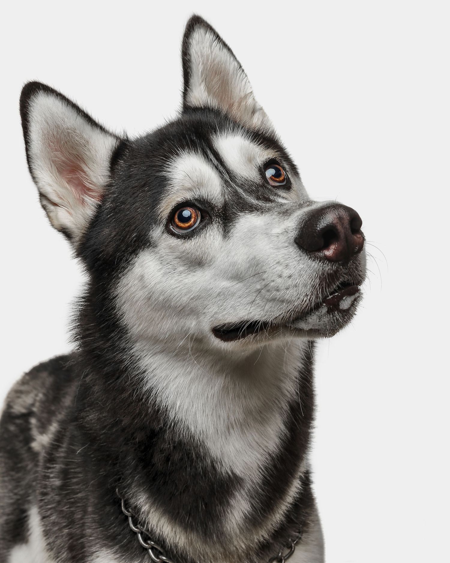 Pet Visuals Final Workflow