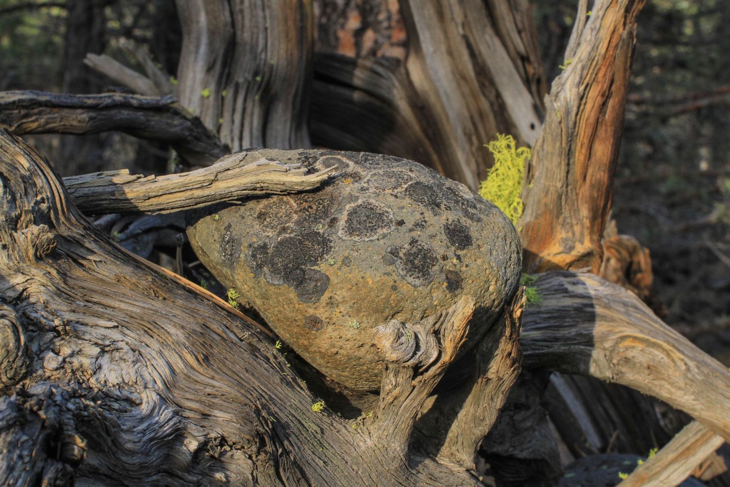 Skeleton fingers of dead juniper tree still hold rock captive, Sisters, Oergon