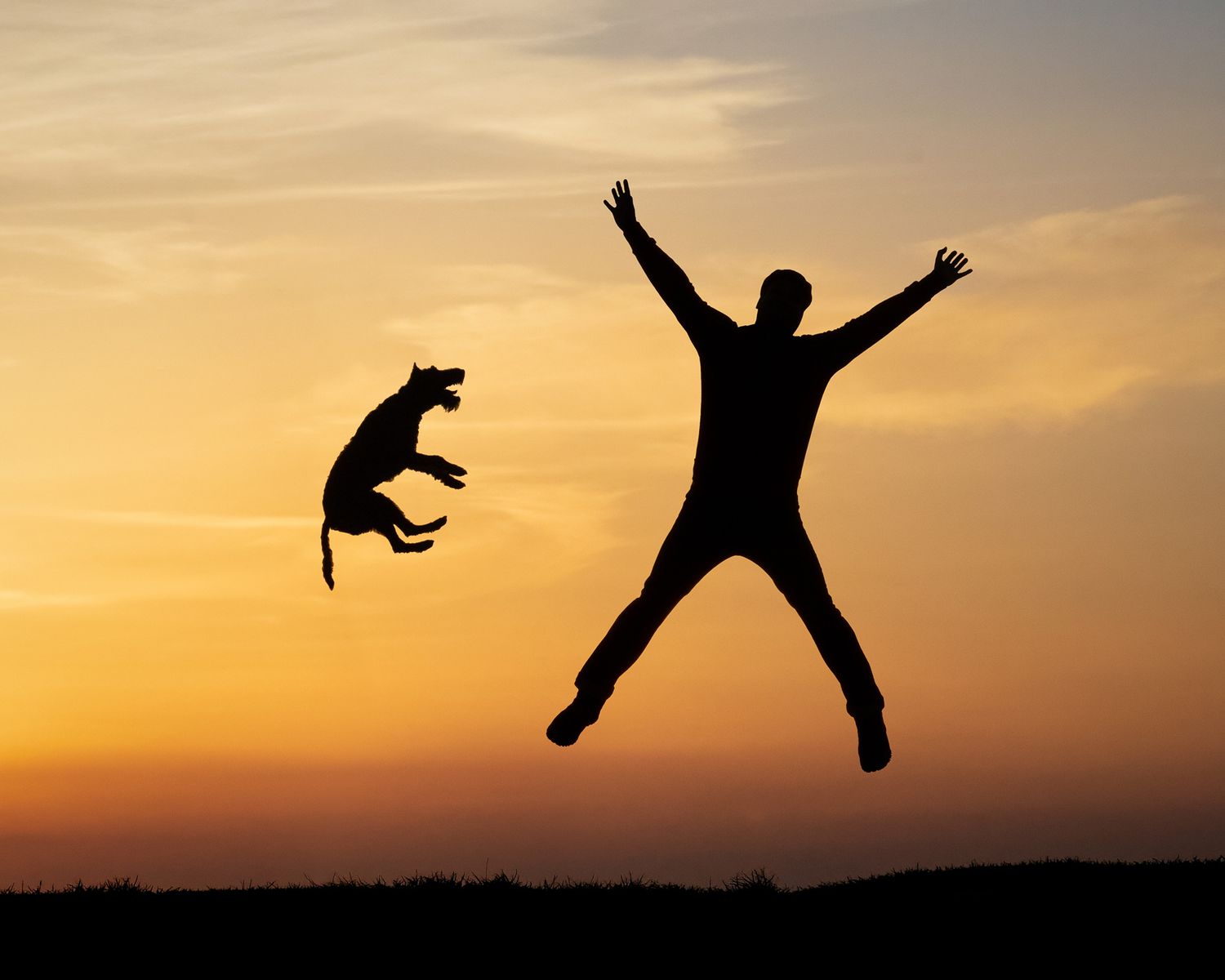 joy Shortlisted for Dogs in Focus Photography The British Photography Awards 2022