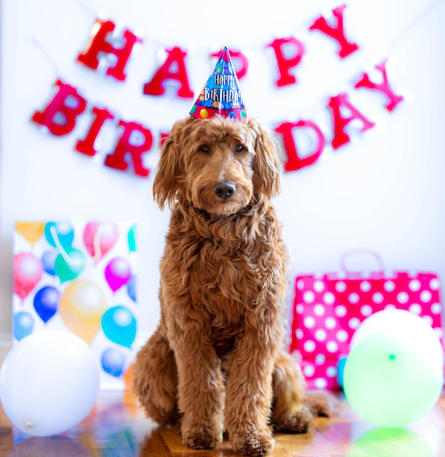 Minnesota pet photographer