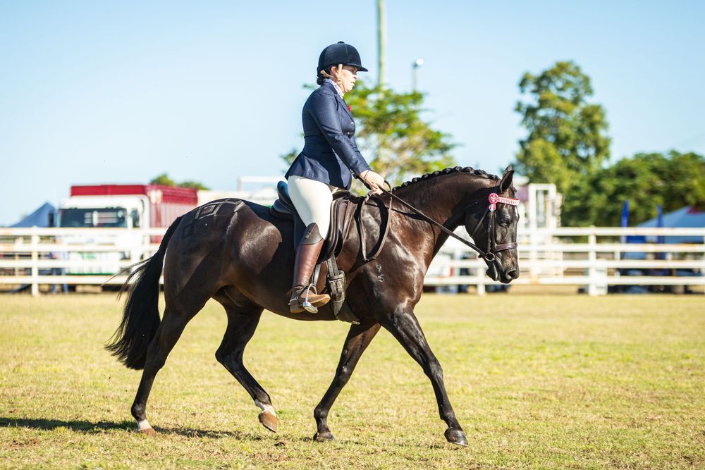 Equestrian performing dressage movements on dark horse in sunny outdoor arena with white fencing.