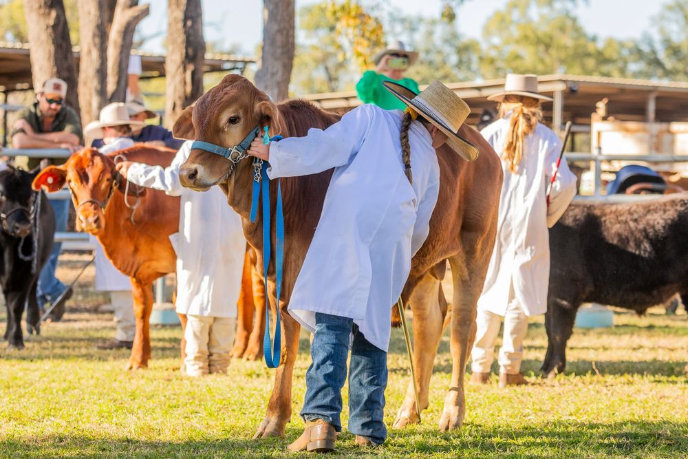 Show cattle being presented at an agricultural event with handlers in white coats.