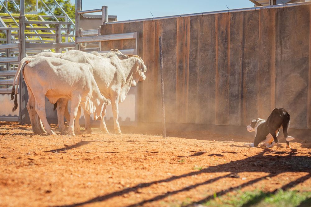 White horses and a dog create dust in a wooden corral during training or competition.