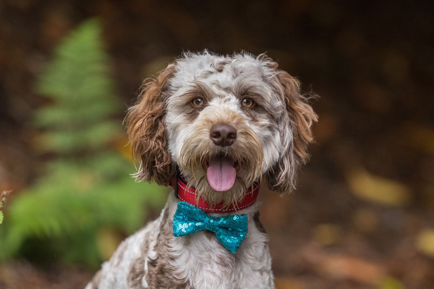 portrait of dog looking at camera