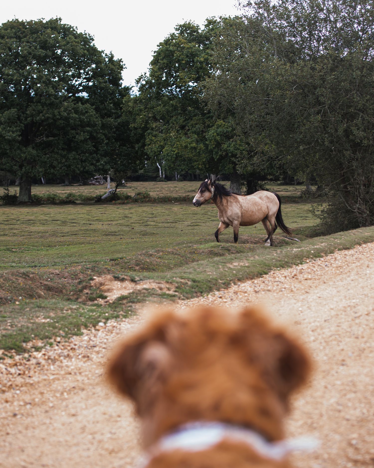new forest horse