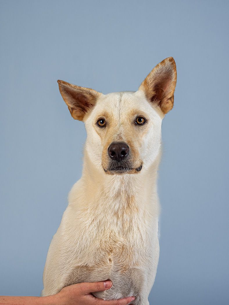 Rescue dog in studio by dog Photographer Lucy Reeve