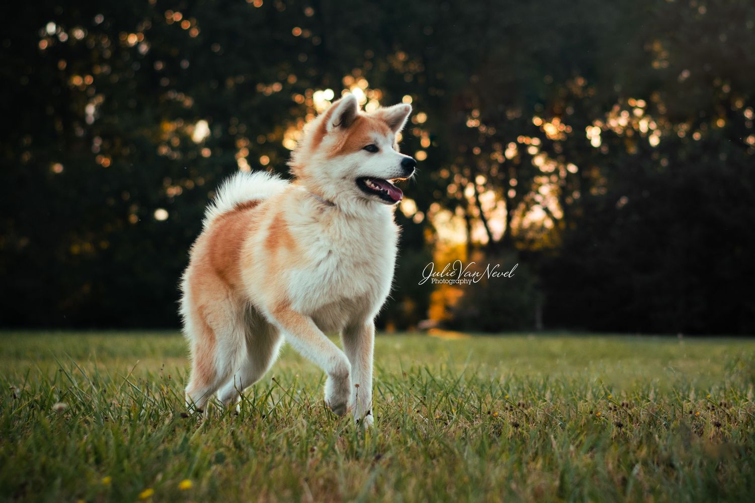 Chien