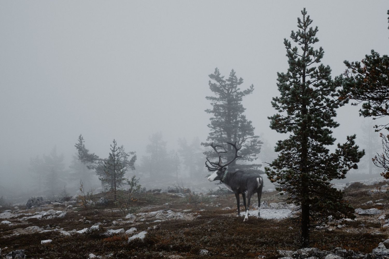 A lone deer stands in a misty winter landscape with snow-covered ground and evergreen trees.