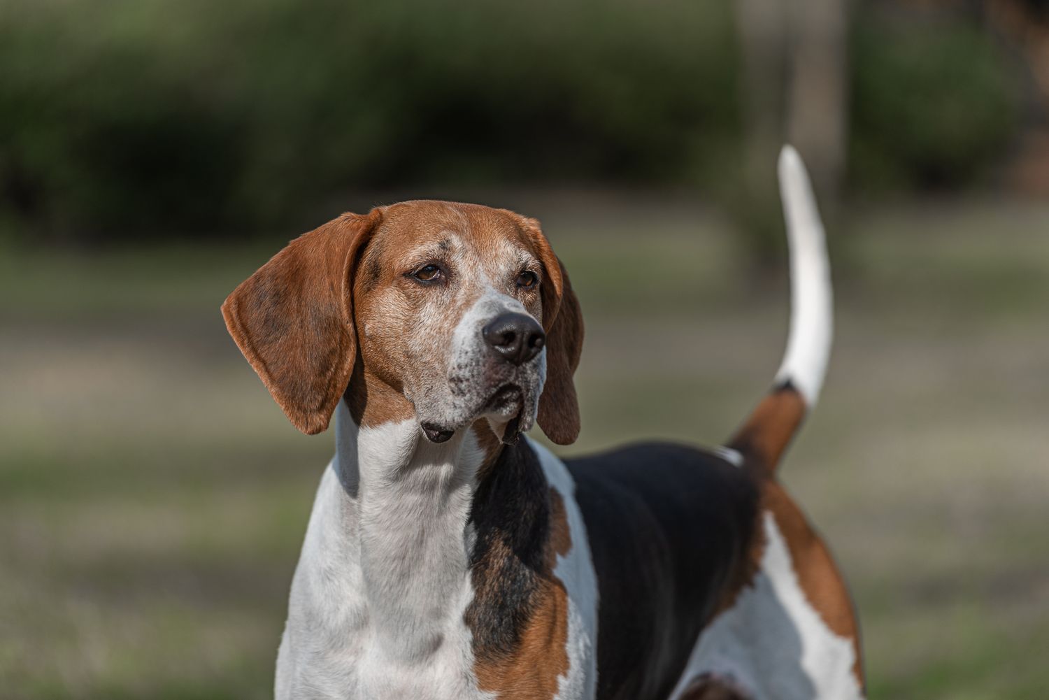 Tri-Color Treeing Walker show dog photographed in Florence, South Carolina by a South Carolina dog photographer.