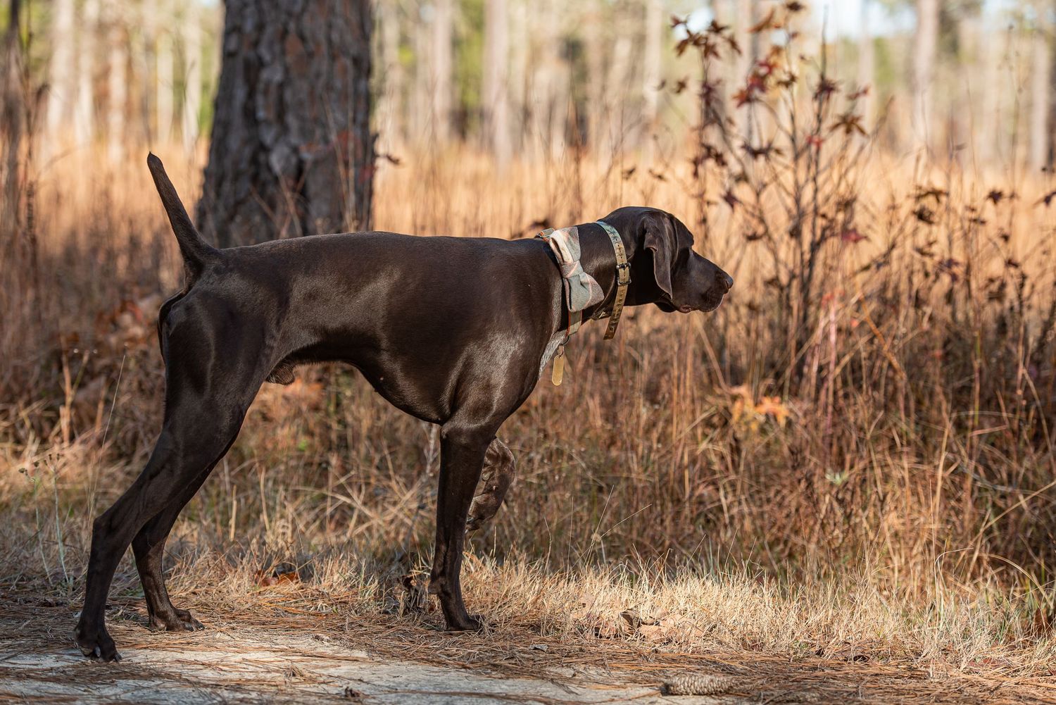 A・B・フロスト、「QUAIL SHOOTING: A DEAD STAND」 The wolves