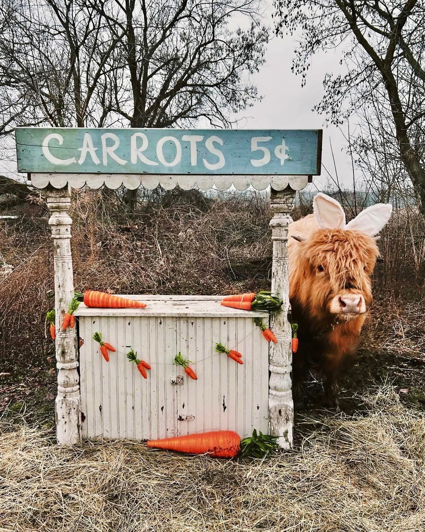 Sharp Farm Photos/highland cow/Swartz Creek, MI
