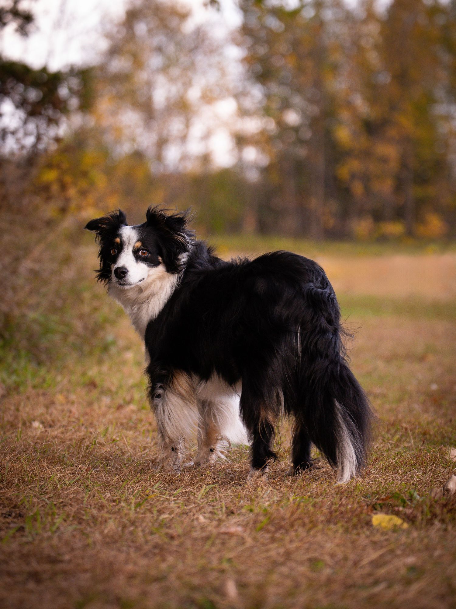black, brown, and white Australian Shepard dog  standing in a field in the autumn facing away but looking over her shoulder at us