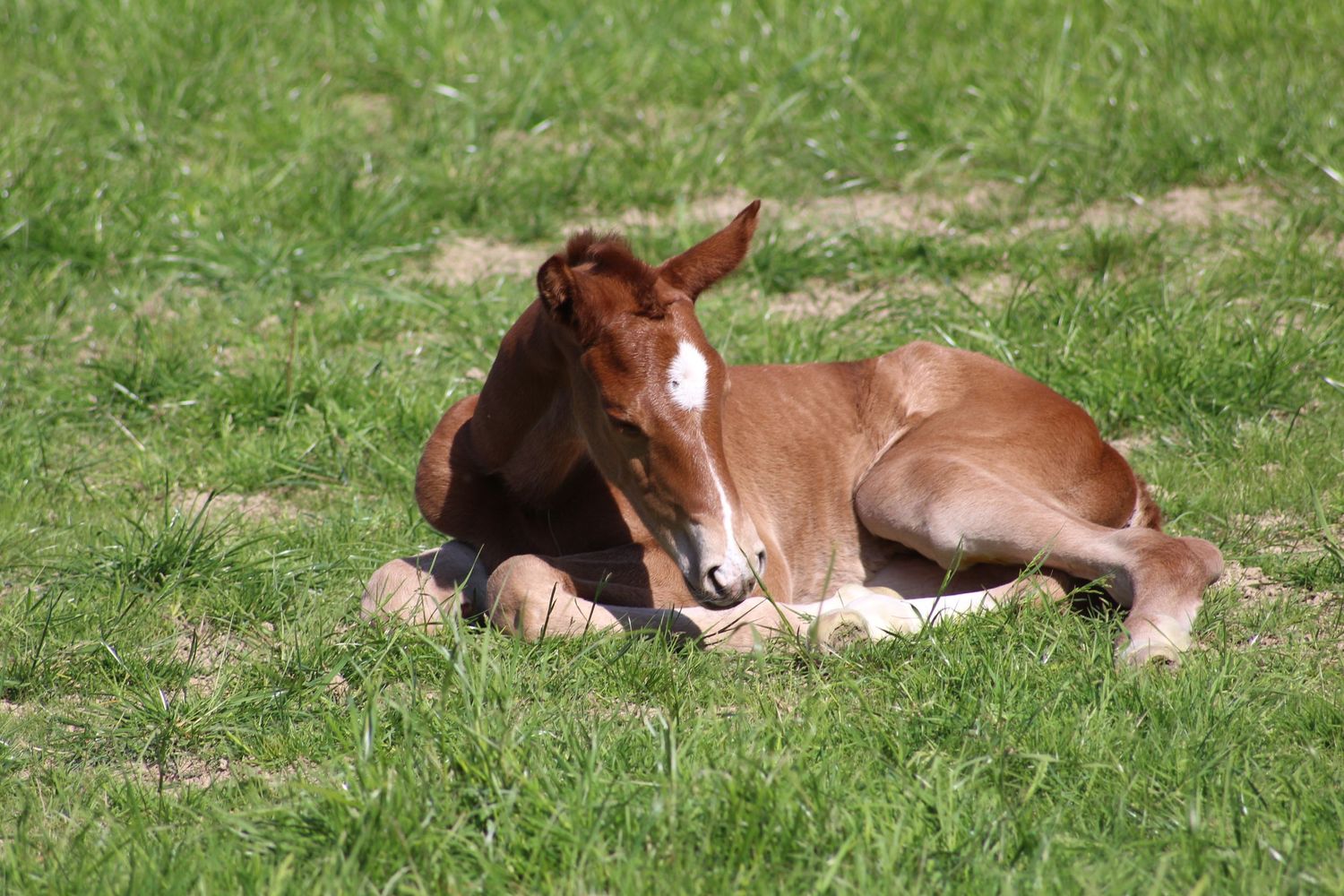 Foal Photoshoots | ALL Photography