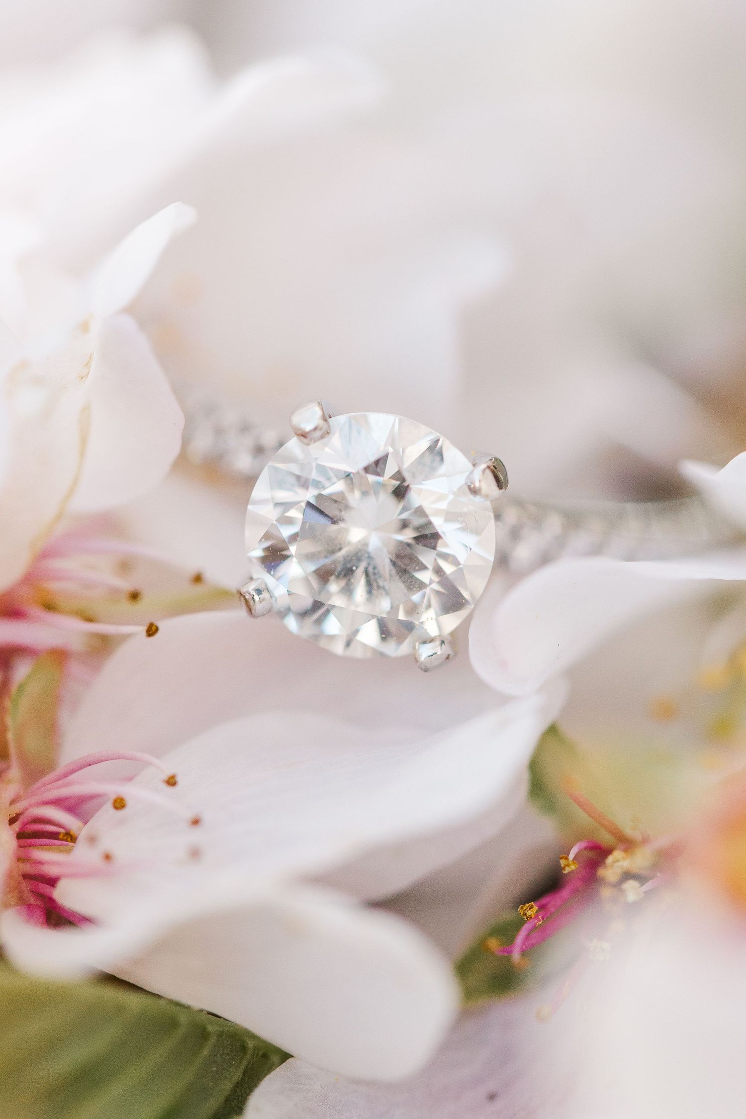 WASHINGTON DC CHERRY BLOSSOM ENGAGEMENT PICTURES