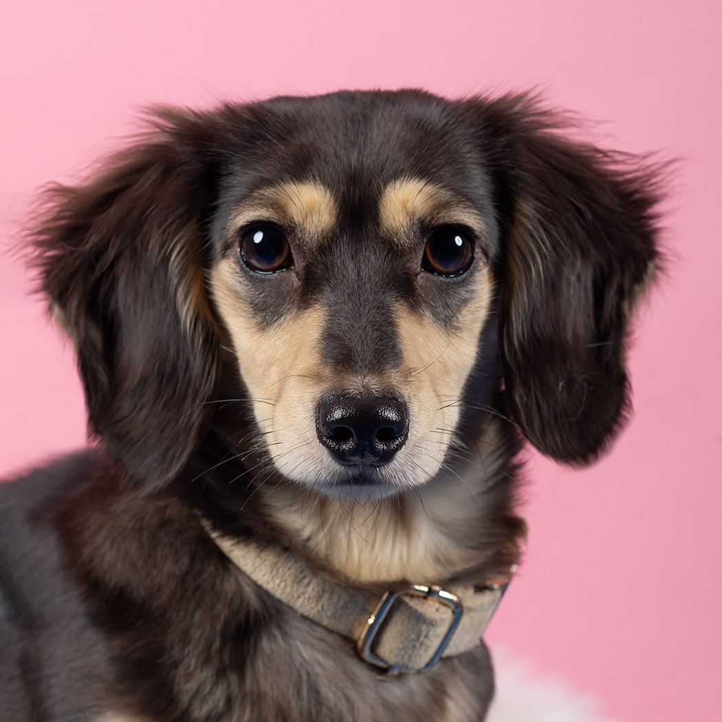 Dachshund in studio by dog Photographer  Lucy Reeve