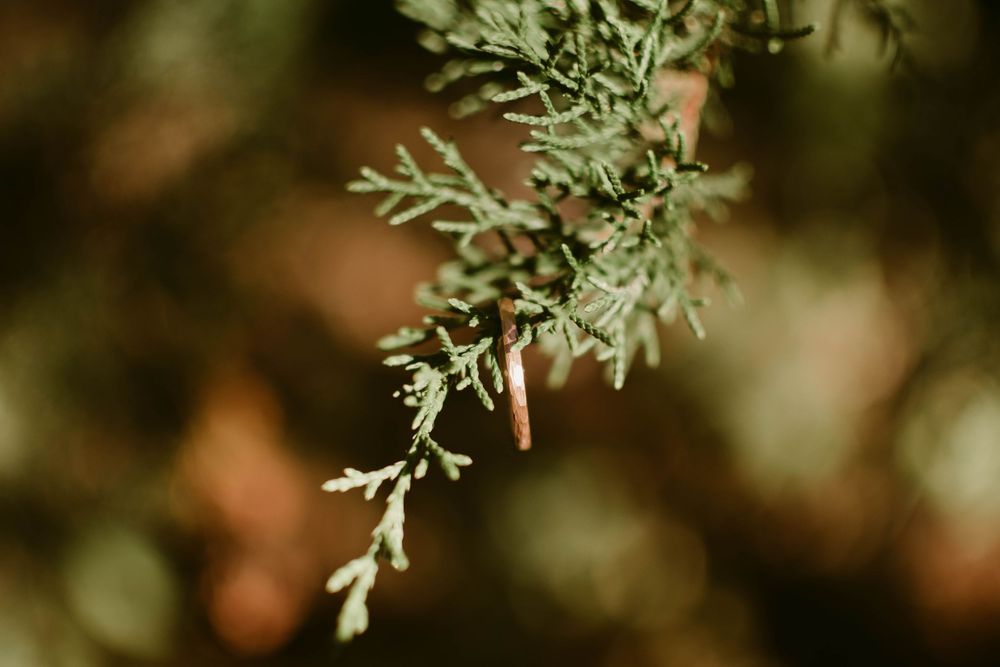 Gold rings suspended on green evergreen branches with shallow depth of field.