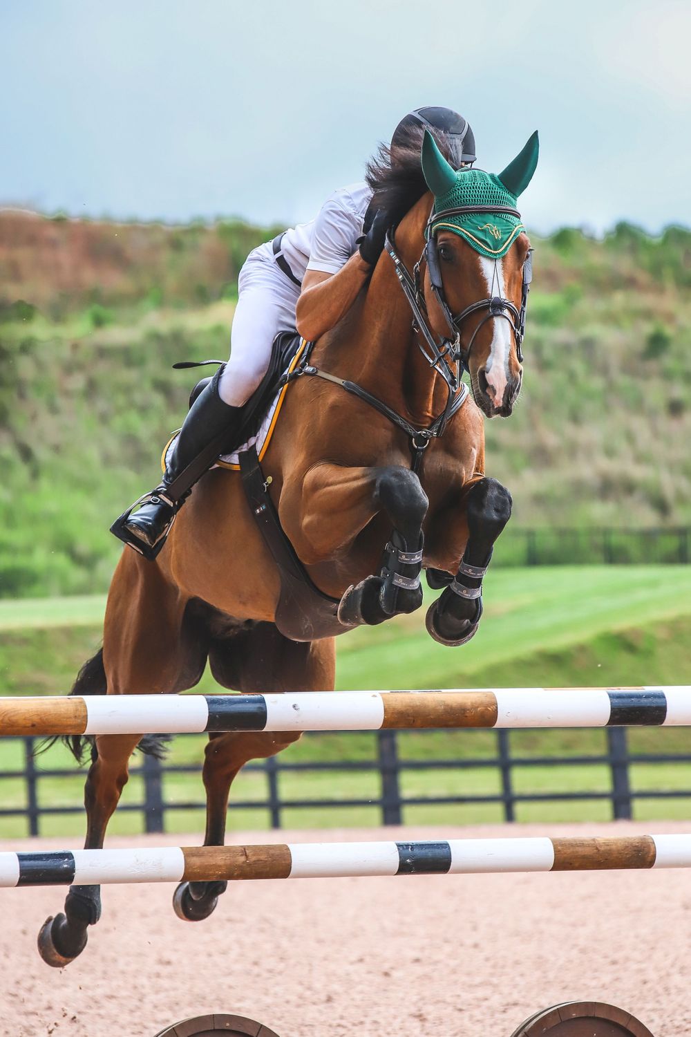 closeup of bay horse over oxer