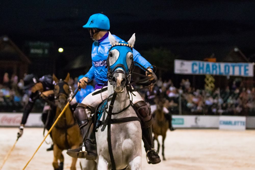closeup of white polo pony and rider