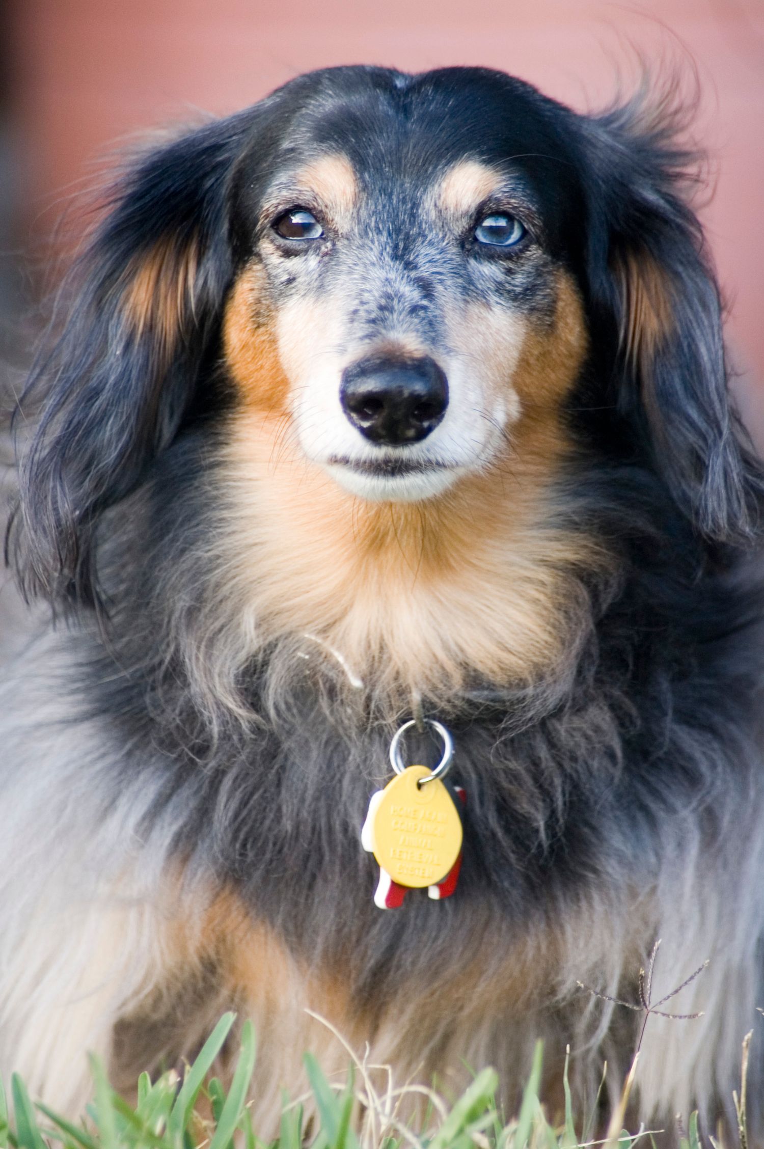 Portrait of a senior long-haired dachshund with blue eyes wearing a yellow tag.