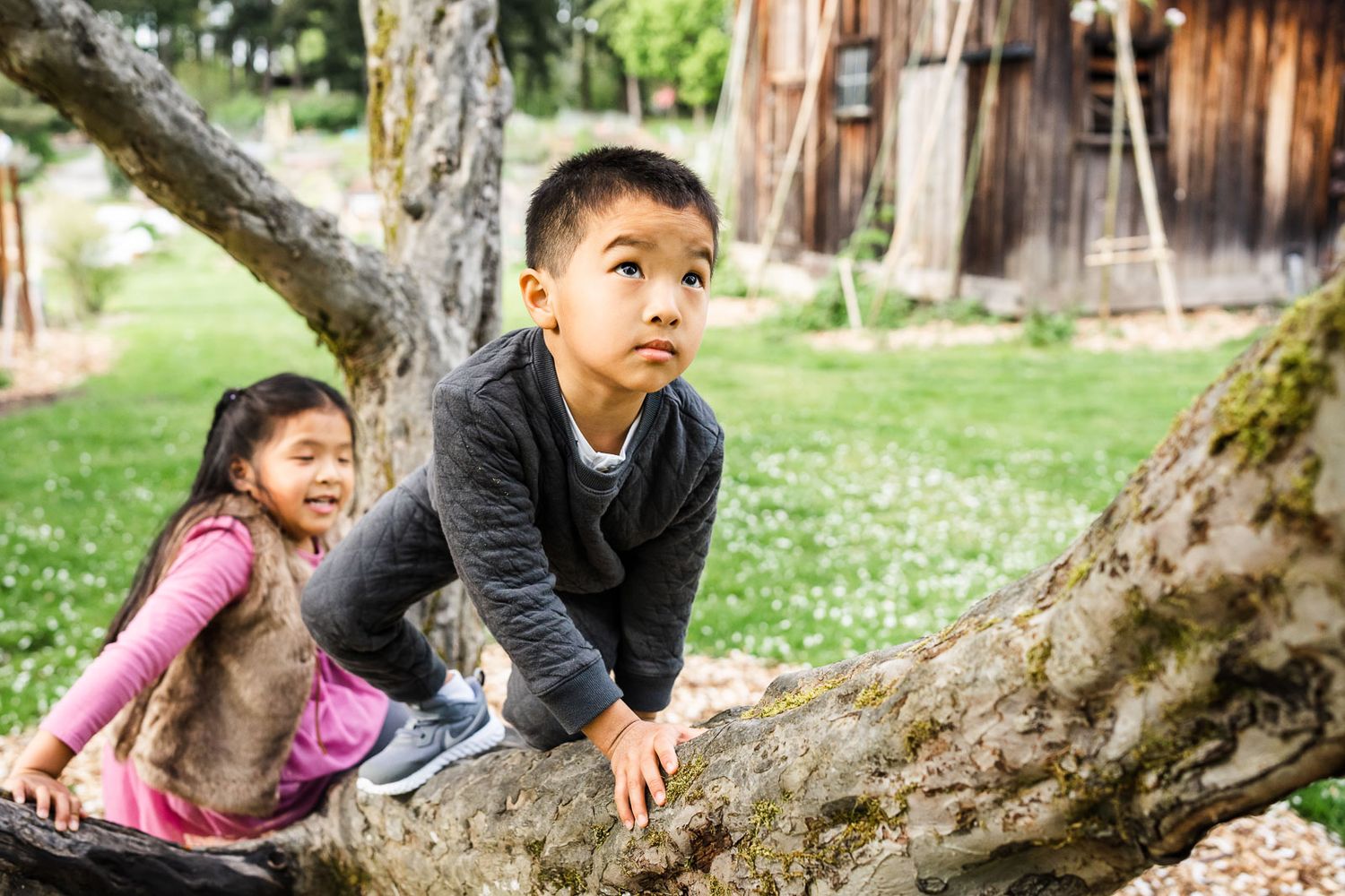 Children climbing a tree in Kirkland