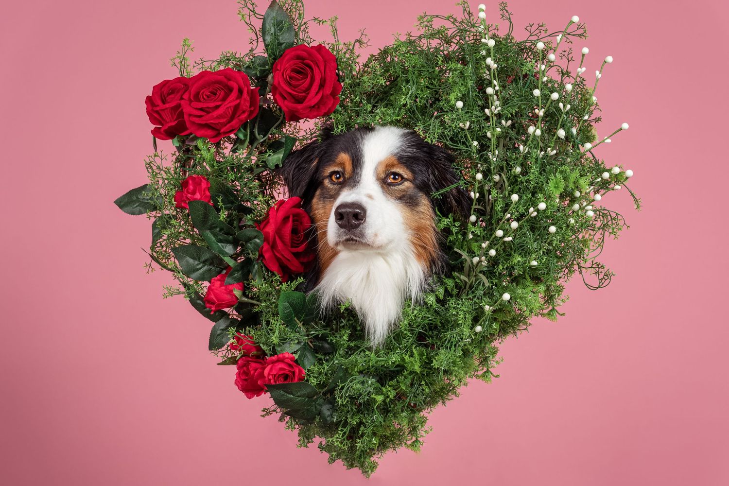 Photographe Canin