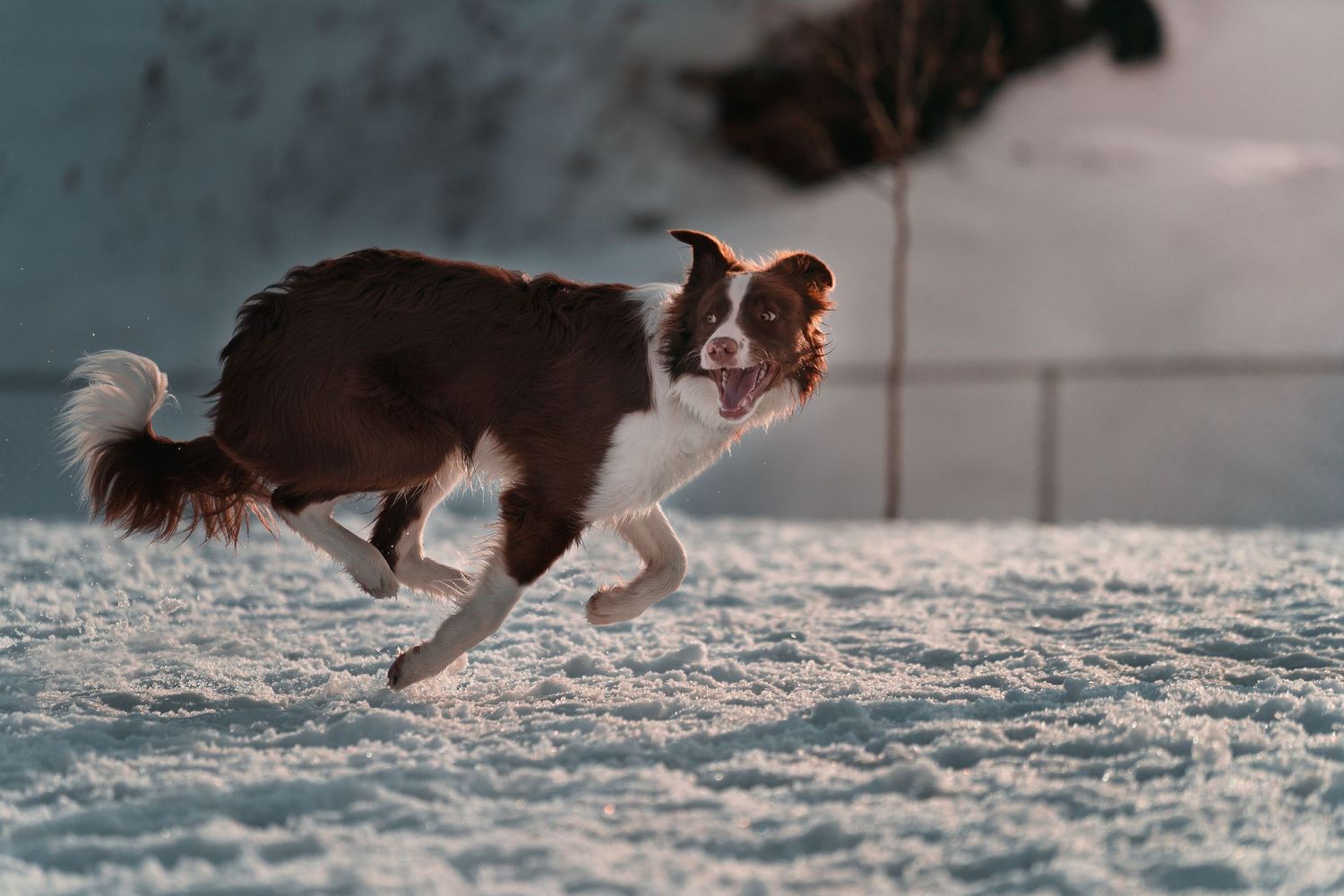 Photographe Canin