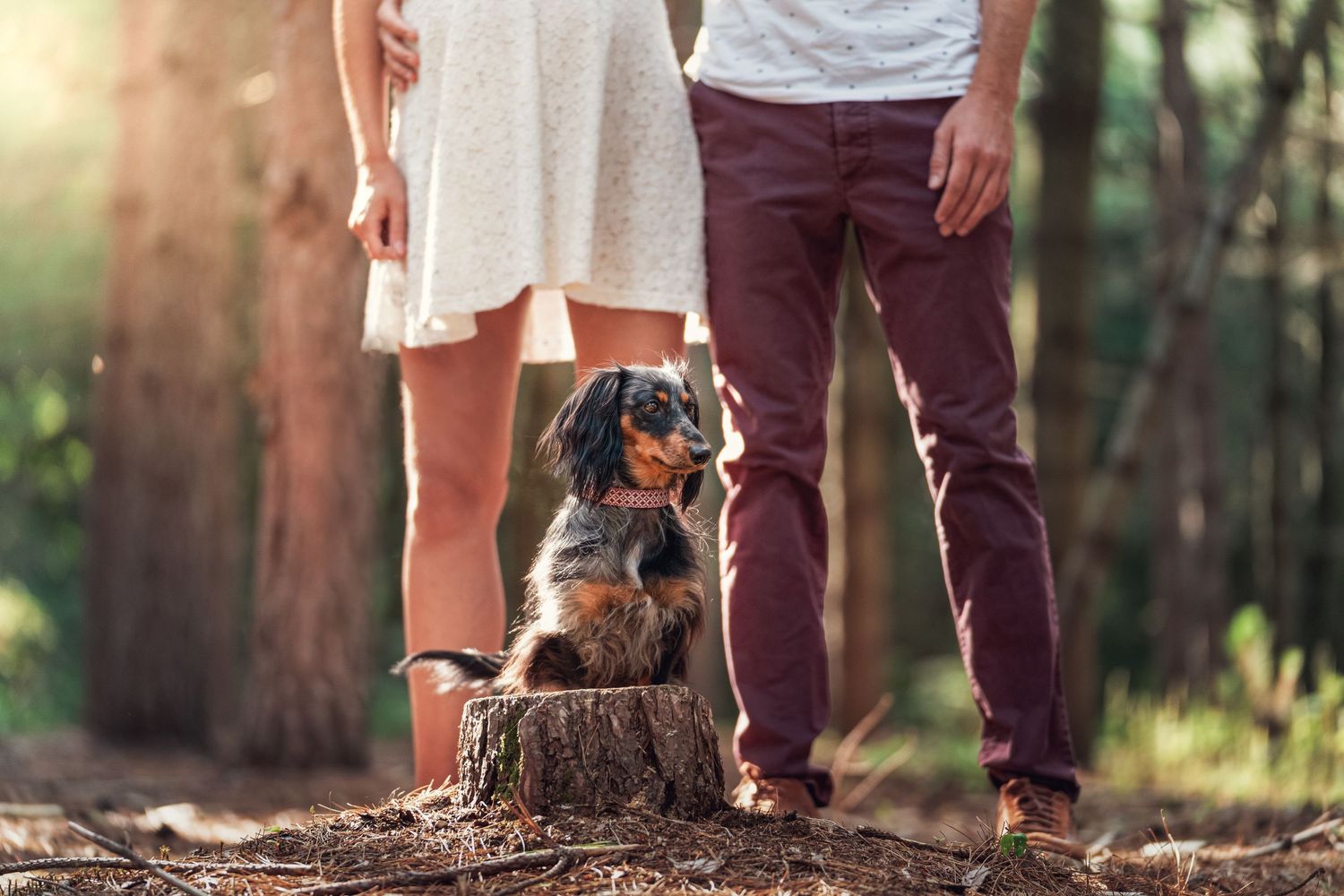 Photographe Canin
