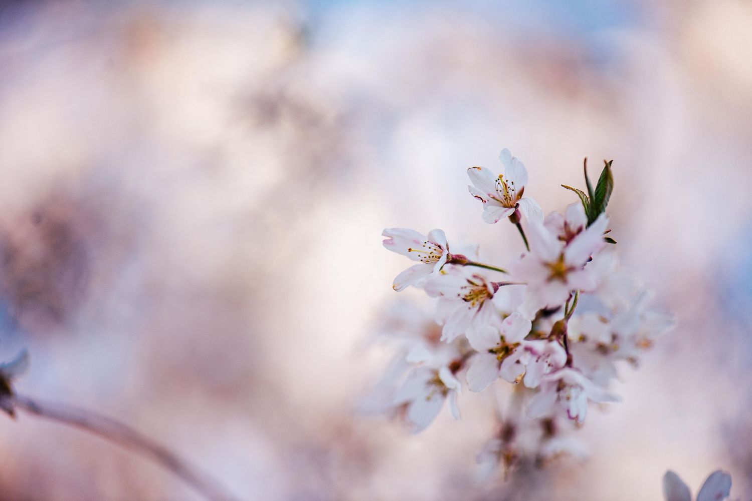 Close-up of delicate white cherry blossoms with soft pink tones and blurred background.