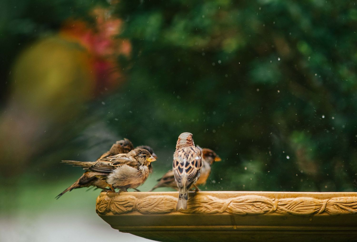 Multiple sparrows perched on a wooden bird feeder in a garden setting.