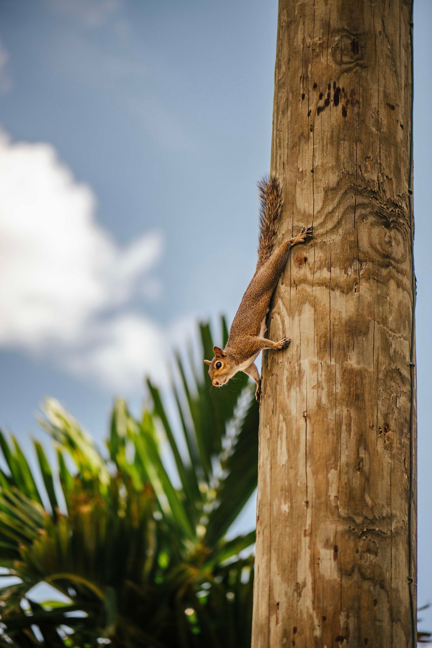 A squirrel descending a wooden utility pole with palm trees visible in the background.