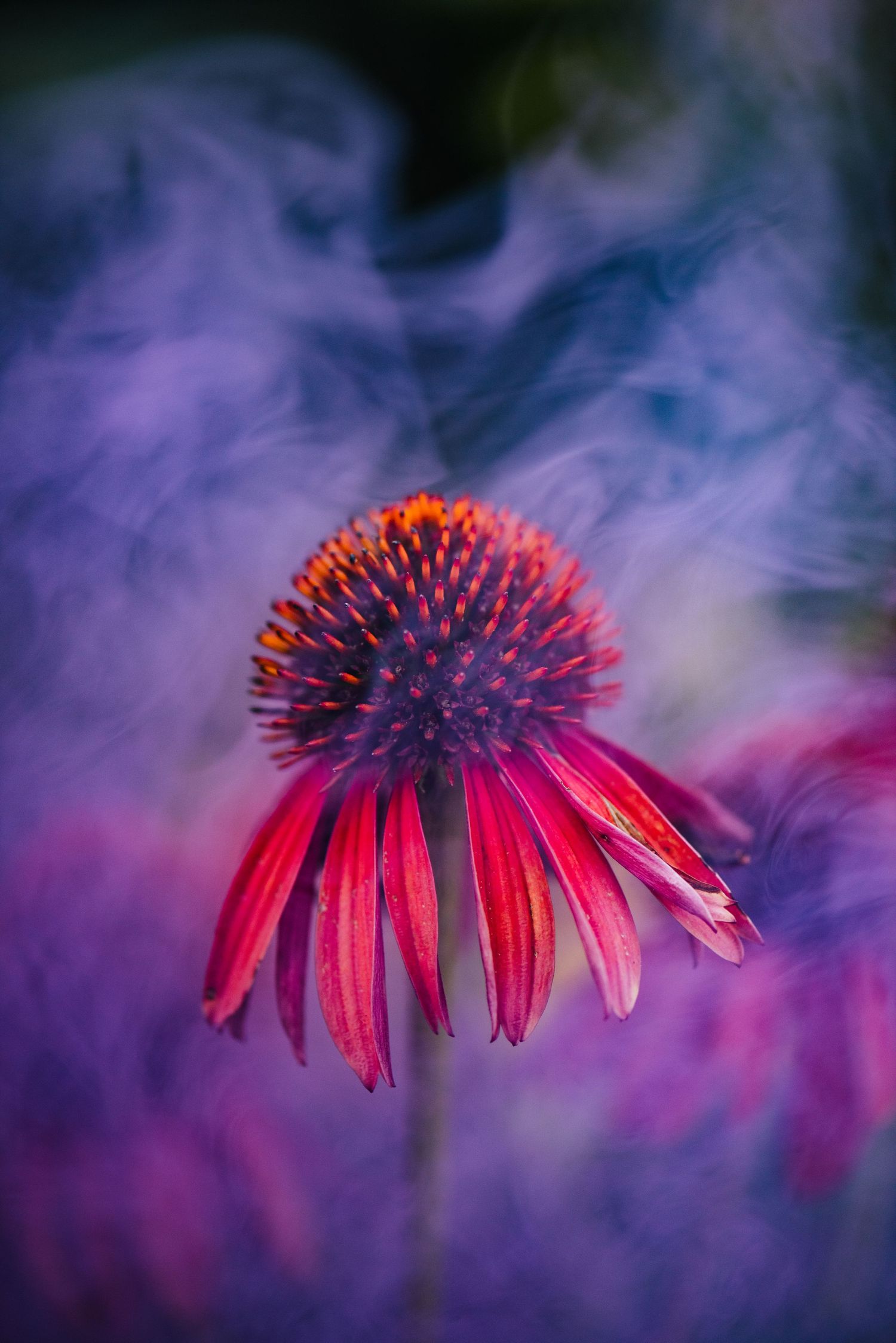 Vibrant red flower petals against dreamy purple smoke background creating ethereal artistic effect.