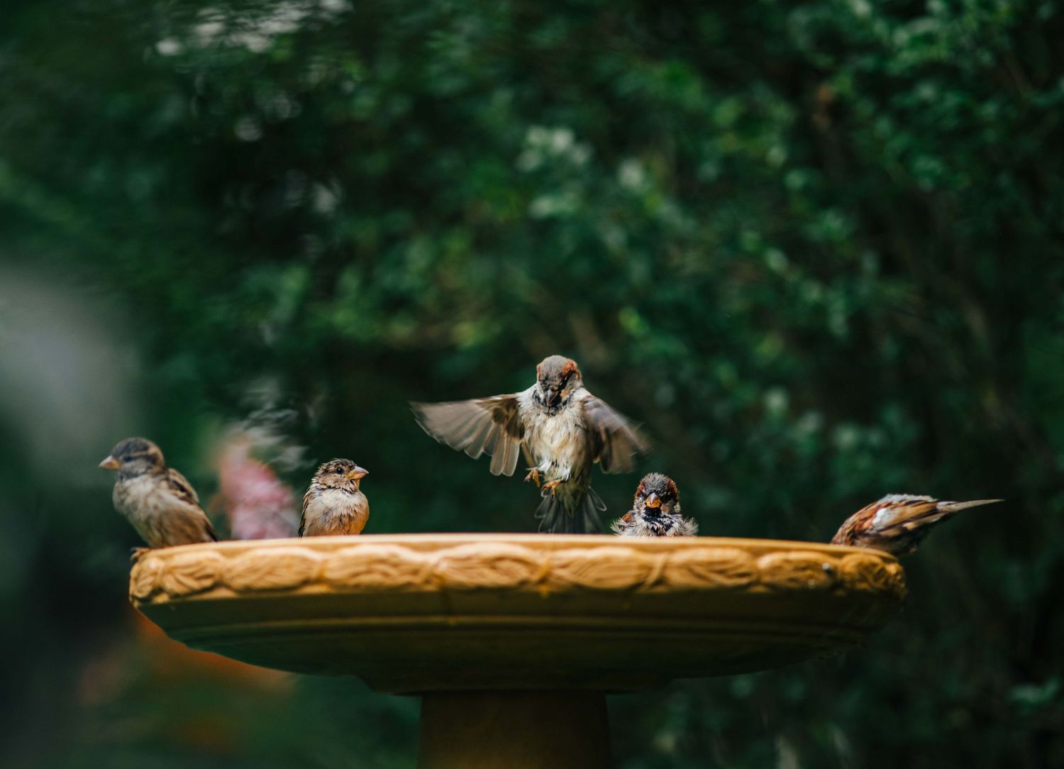 Birds gathering at a wooden feeder with blurred natural background.