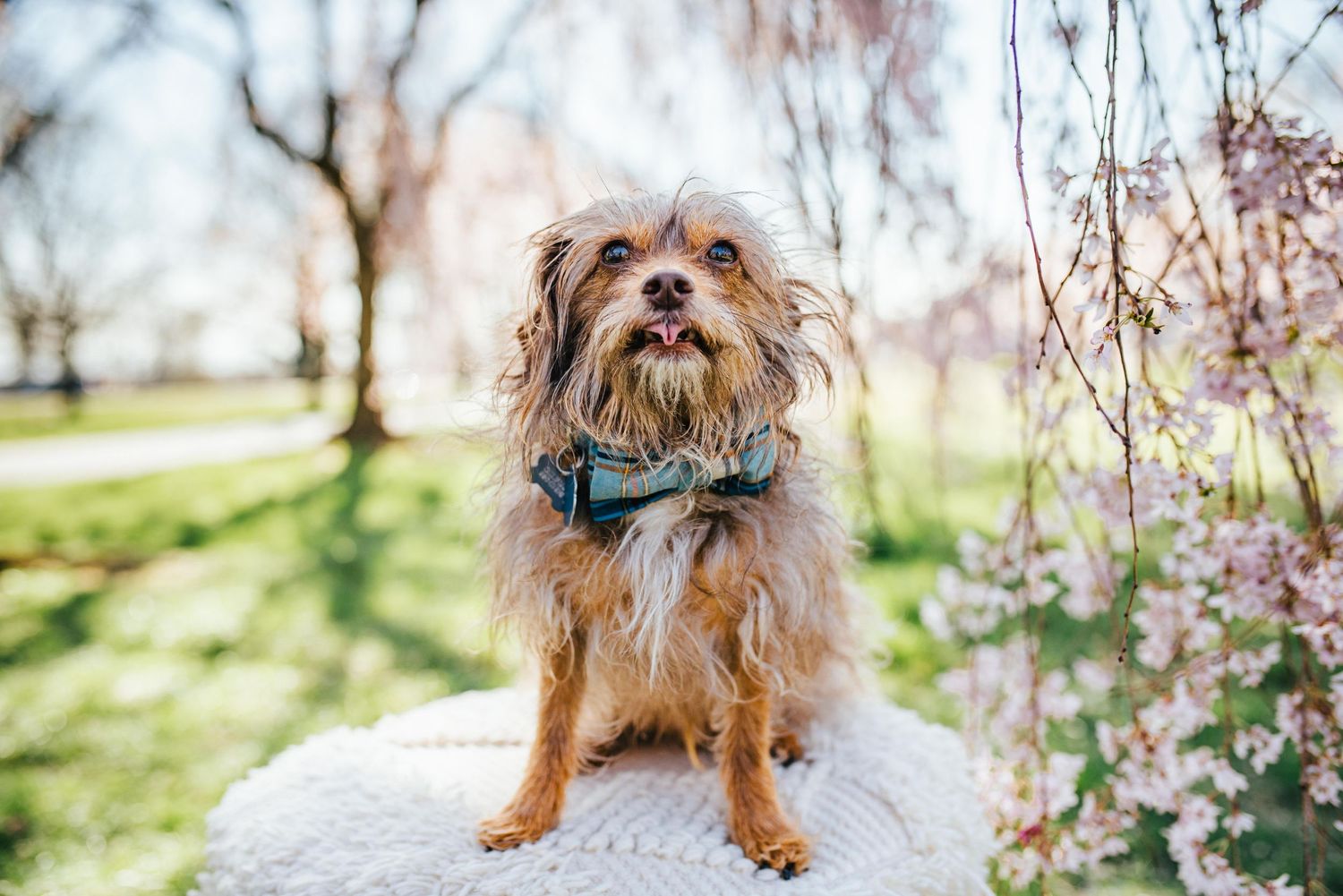 Small fluffy dog posing among blooming cherry blossom trees in spring.