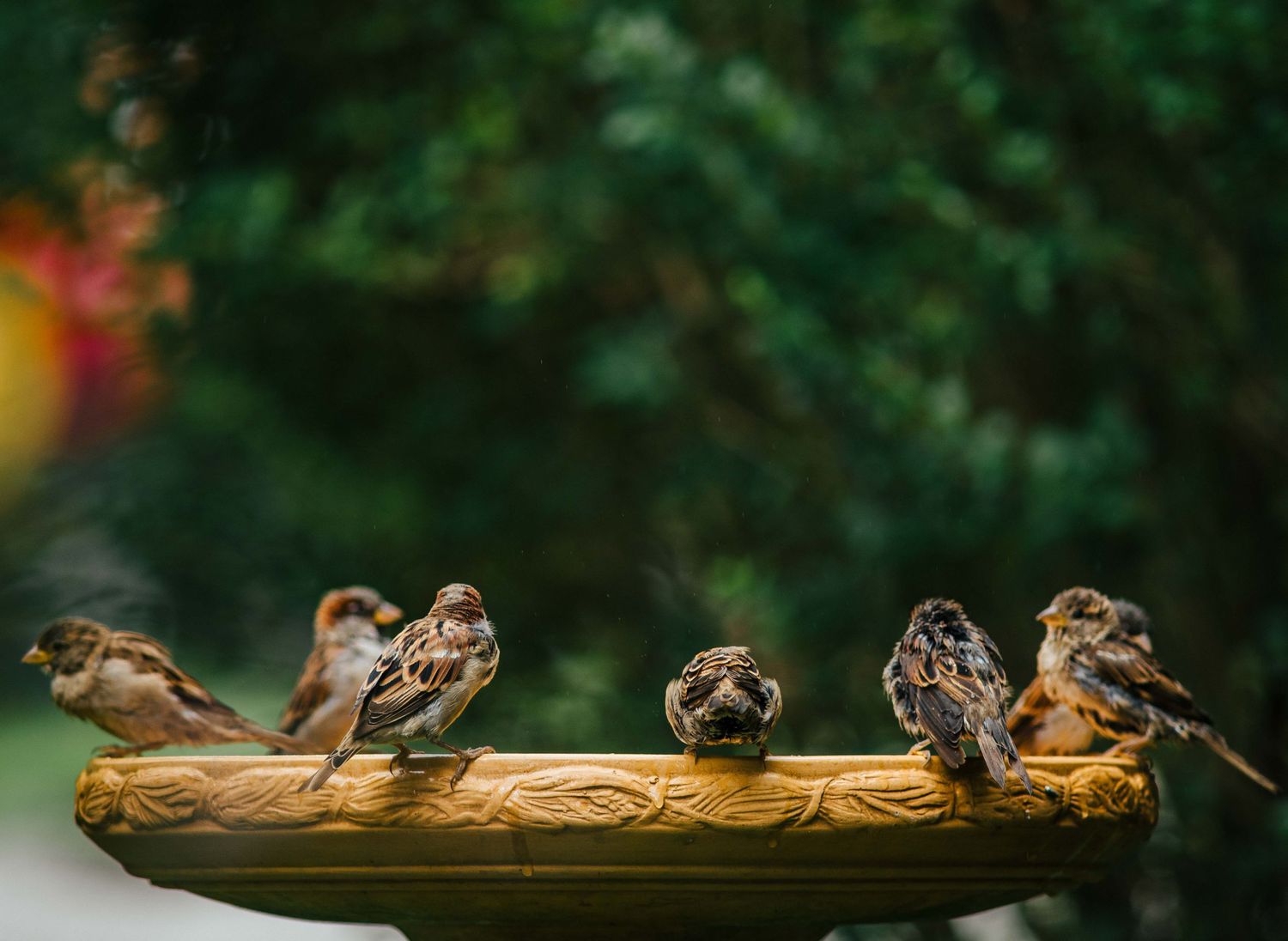 Small birds sharing a wooden bird feeder in a garden setting.