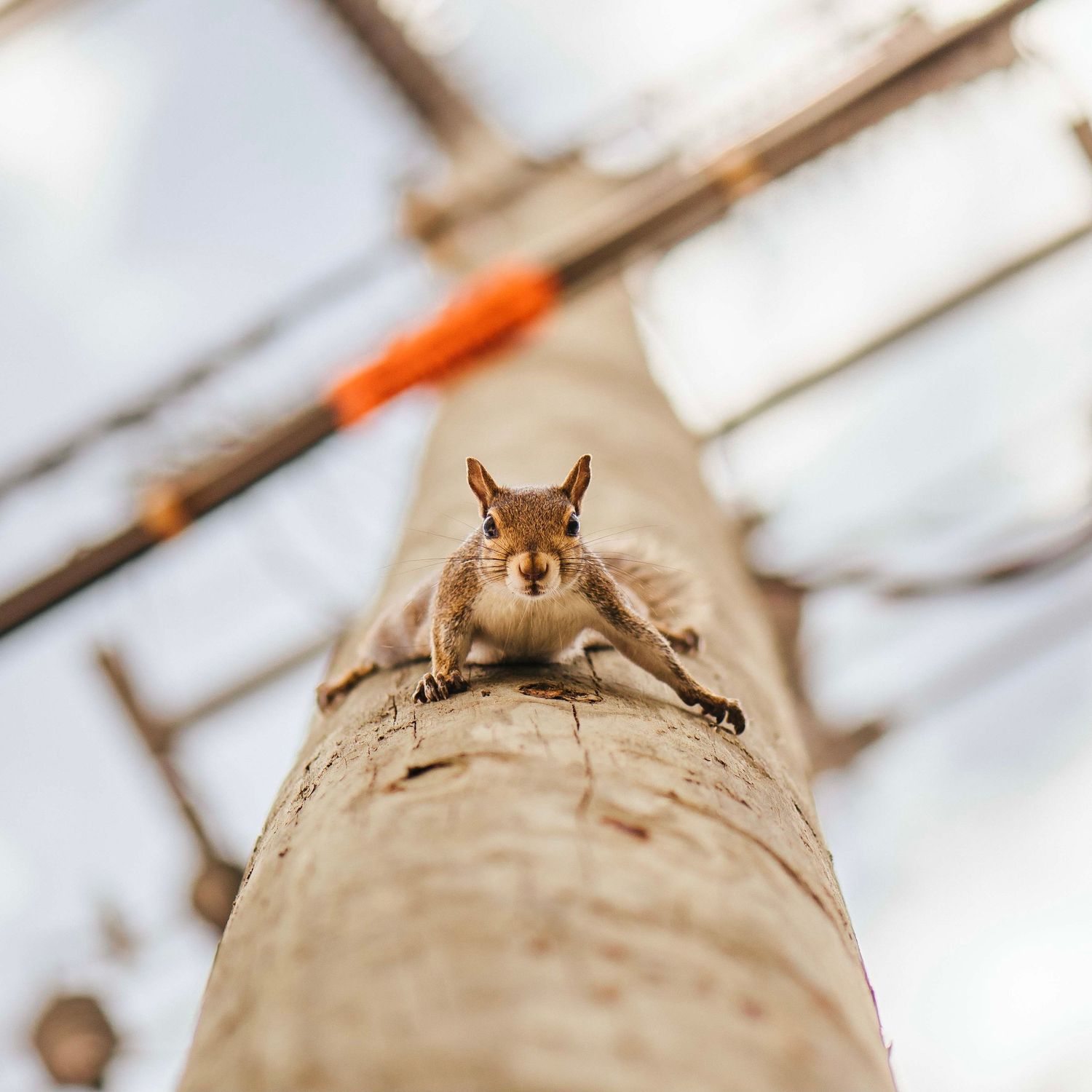 Close-up view of a curious squirrel peeking over a wooden surface.