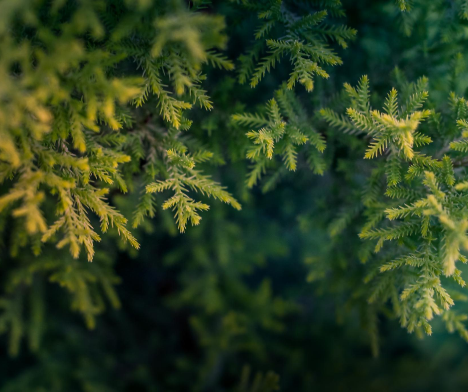 Close-up view of lush green evergreen branches with soft bokeh effect in natural lighting.