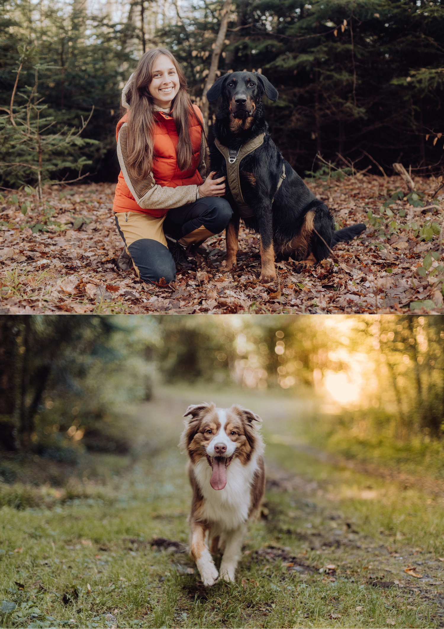 Dogs playing and running through autumn leaves during a sunset photoshoot.