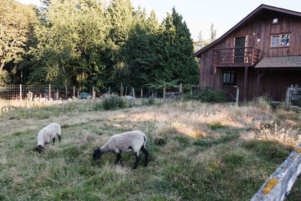 Sheep at a farm wedding in Victoria, British Columbia