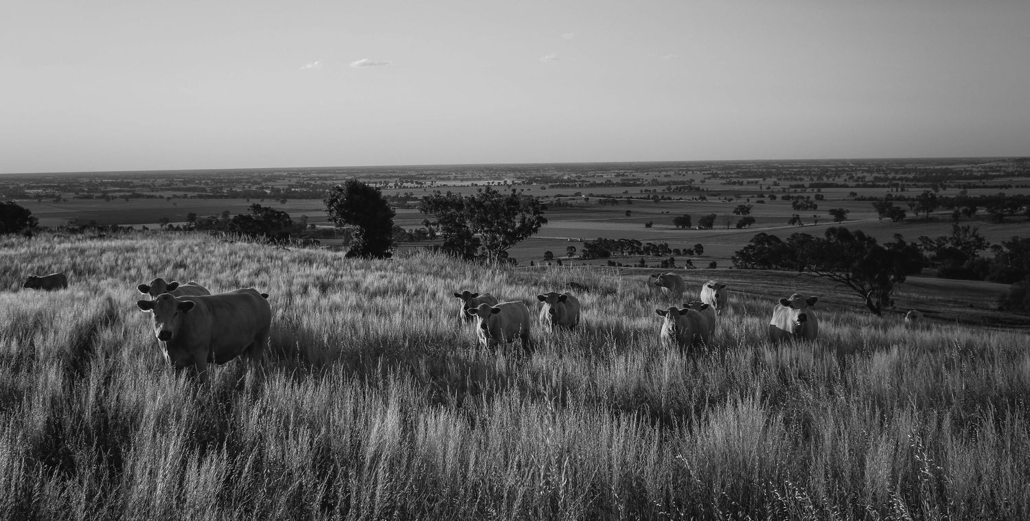 Black and white landscape photograph of sheep grazing in a vast grassland.