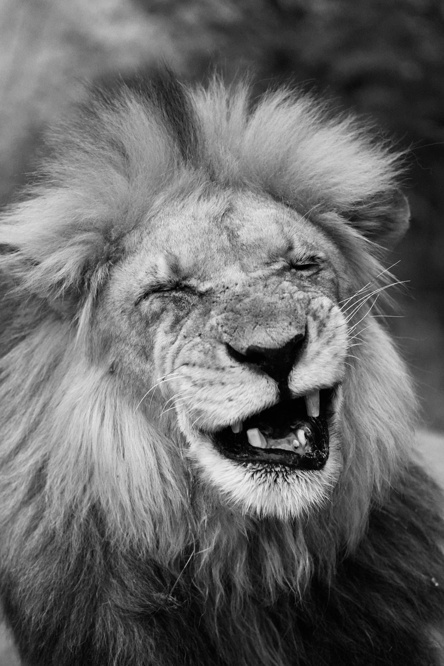 Black and white sequence of a male lion with magnificent mane appearing to laugh or roar.