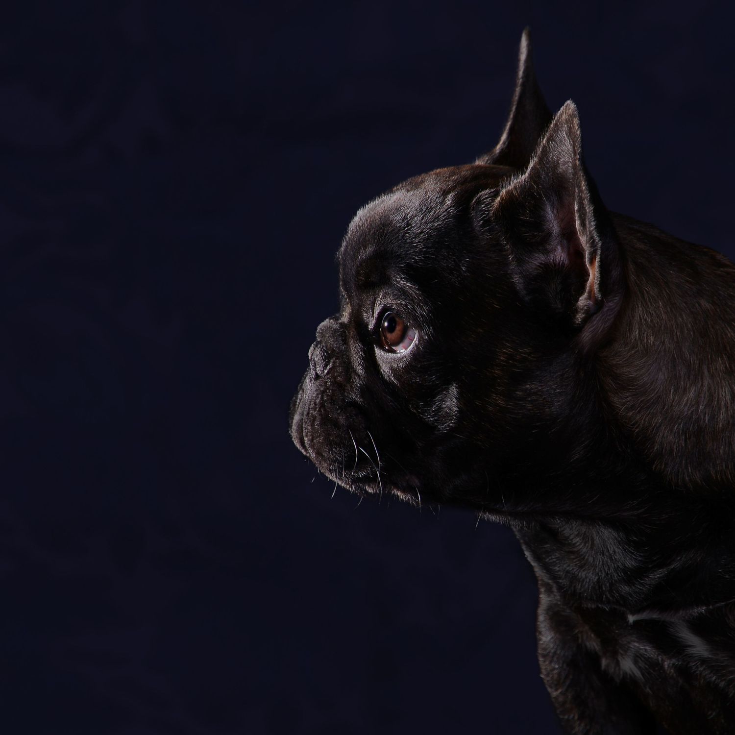 Side profile of a black French Bulldog against a dark background.