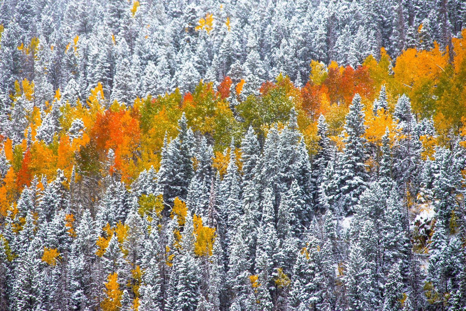 Fall at Rocky Mountain National Park