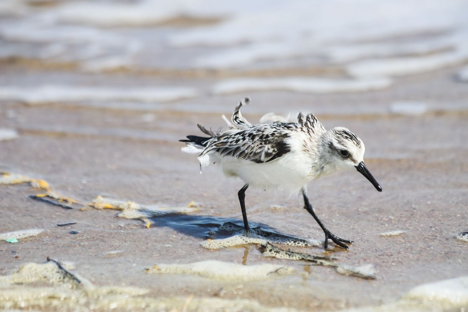 Piping Plover at Cape Hatteras National Seashore