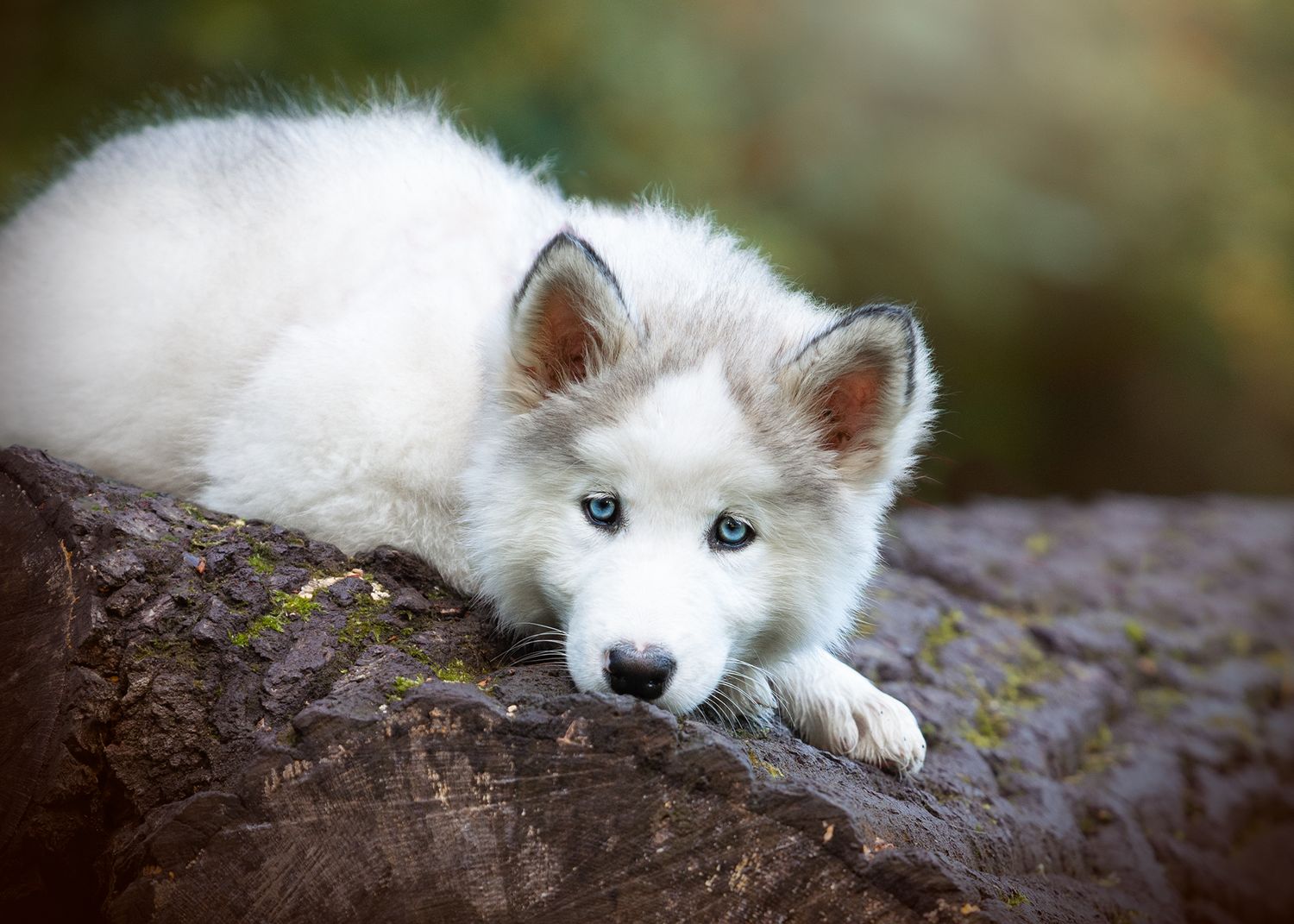 husky puppy dog, cheshire, vernon park