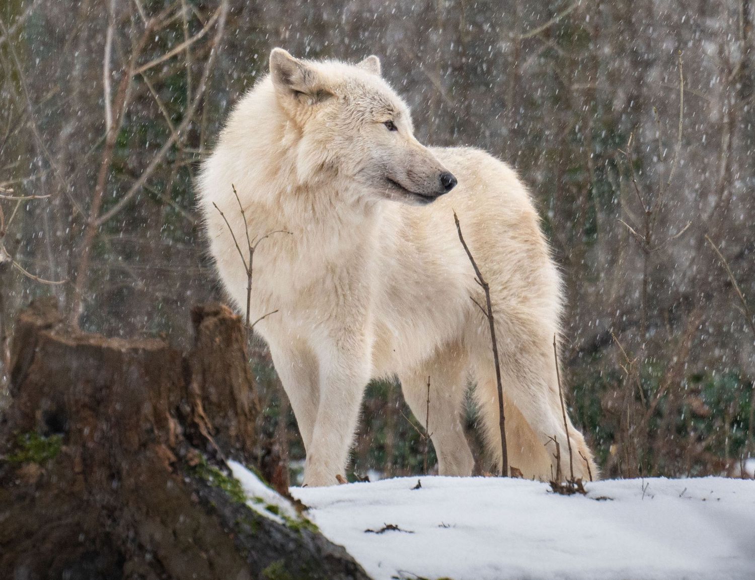 Pack of Arctic wolves walking through snowy terrain in a winter forest setting.